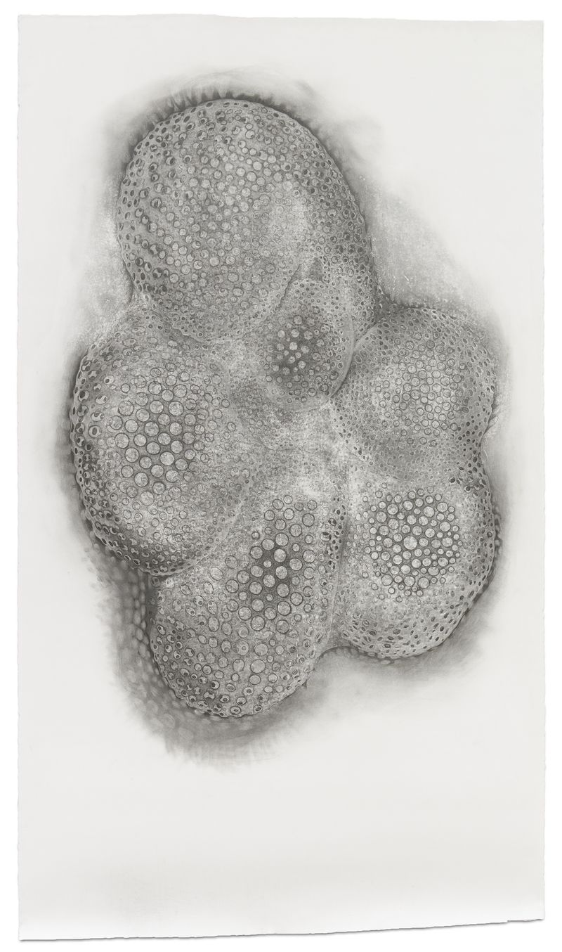 A graphite on paper drawing titled Cluster by Stephen Talasnik.